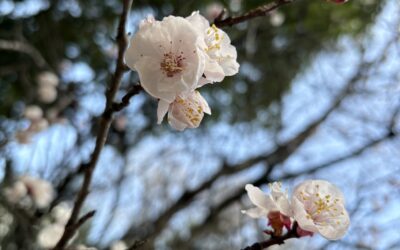 ３月２３日の様子